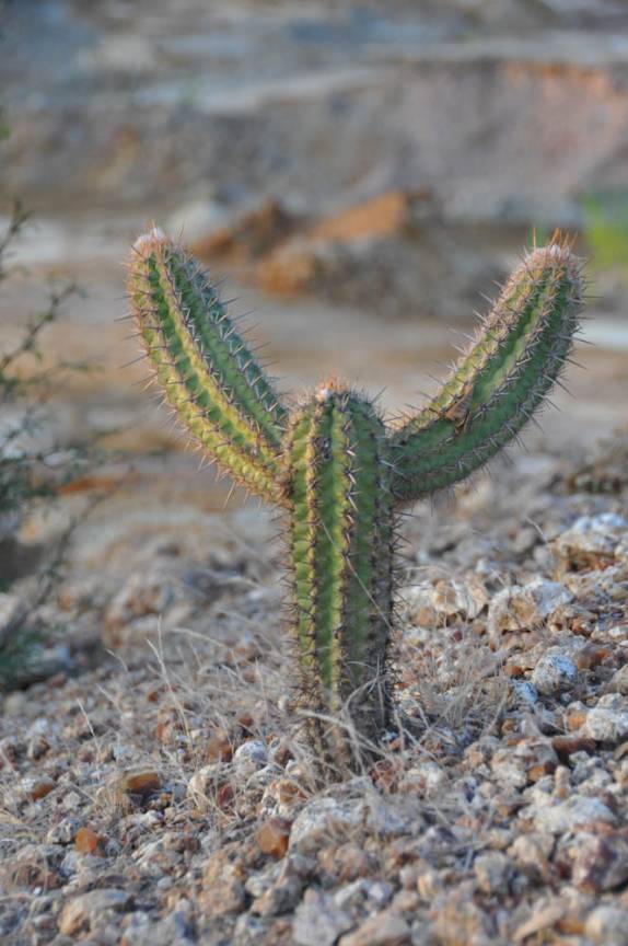 Pequeno cactus na área de exploração de bentonita na região de Cabaceiras - PB